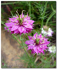 Pink Love in a Mist