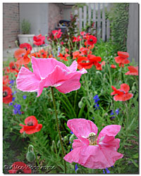 Pink Poppies