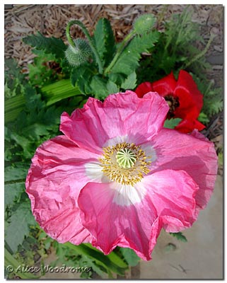 Pink Poppy