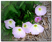 Pink Primrose