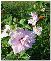 Pink Rose of Sharon