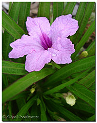 Pink Ruellia