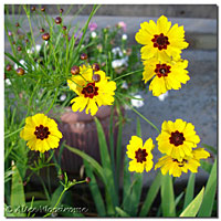 Plains Coreopsis