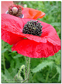 poppy