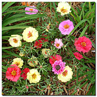 Portulaca