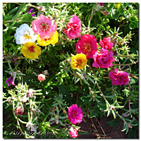 Portulaca