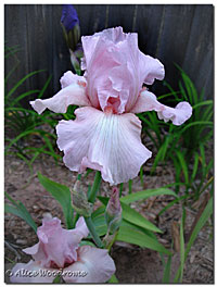 Pretty Pink Bearded Iris