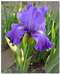 Purple/Blue Ruffled Iris