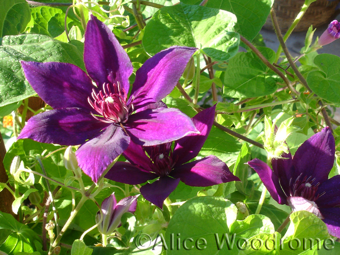 Purple Clematis