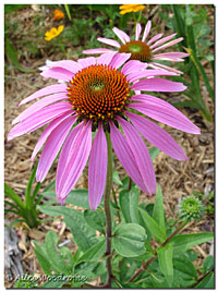 Purple Coneflowers