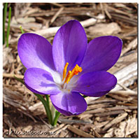 I had just a few purple crocus this year, but aren't they pretty?