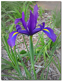 Purple Dutch Iris