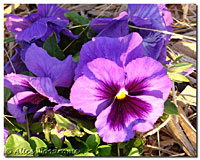 Purple Pansies