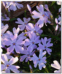 Purple Phlox