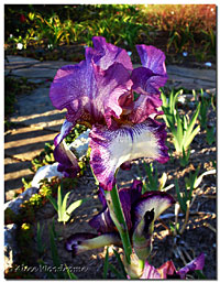 Raspberry Frost Iris