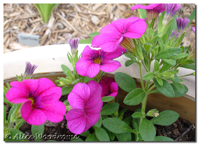 I planted several colors of Million Bells in pots