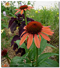 Red Coneflower