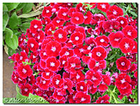 Dianthus