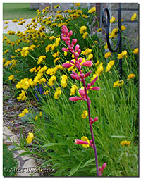 Red  Yucca and Coreopsis