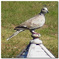 Ring Neck Dove