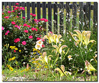 Roses and Miss Jessie Lilies