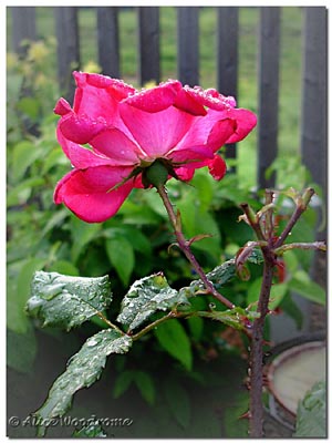 Rose in the Rain