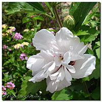 Rose of Sharon