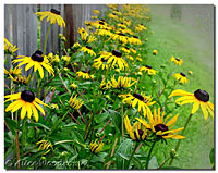 Rudbeckia