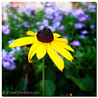 Rudbeckia and Asters