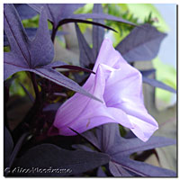 Bloom on Sweet Potato