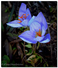 Safron Crocus