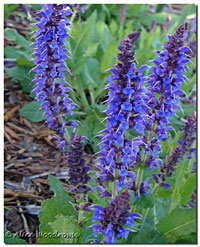 Blue Salvia