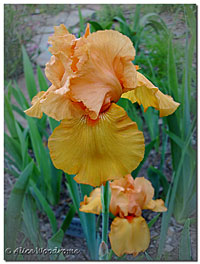 A lovely gold iris