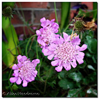 Scabiosa905