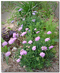 Scabiosa