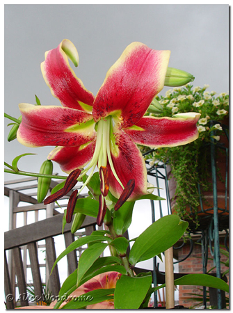 Scheherazade, Oreintpet Lily