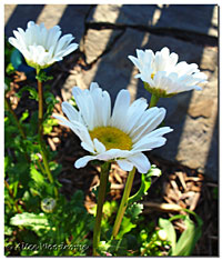 Shasta Daisies have begun to bloom