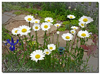 Alaskan Shasta Daisies