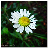 Shasta Daisy