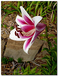 Silk Road Lily