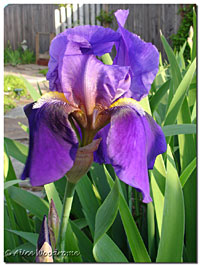 South Forty Purple Iris