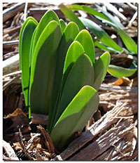 So many perennials are coming up