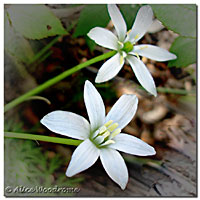 Star Bethlehem