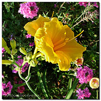 Stella deOra Daylilies