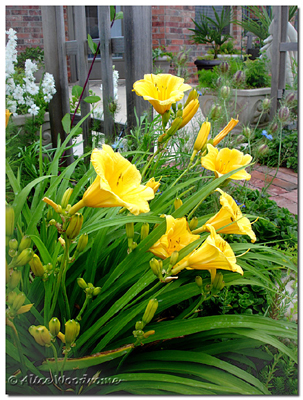 Stella De Ora Daylily