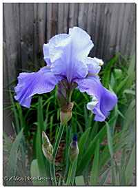 A lovely Blue-Violet Iris