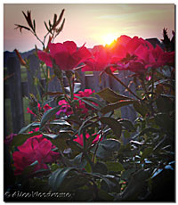 Sunup with Roses