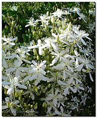 Sweet Autumn Clematis