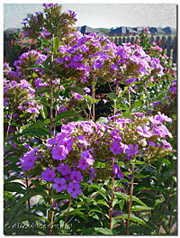 Tall Garden Phlox September 1