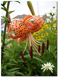 Tiger Lily